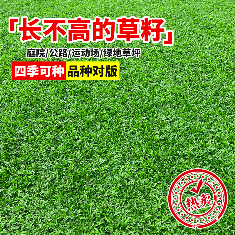 大叶油草种子 四季常青庭院 _ 大叶油草抗病抗旱 _地毯草种子