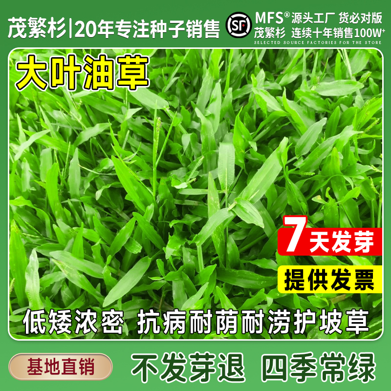 大叶油草种子 四季常青庭院 _地毯草种子_ 大叶油草抗病抗旱 