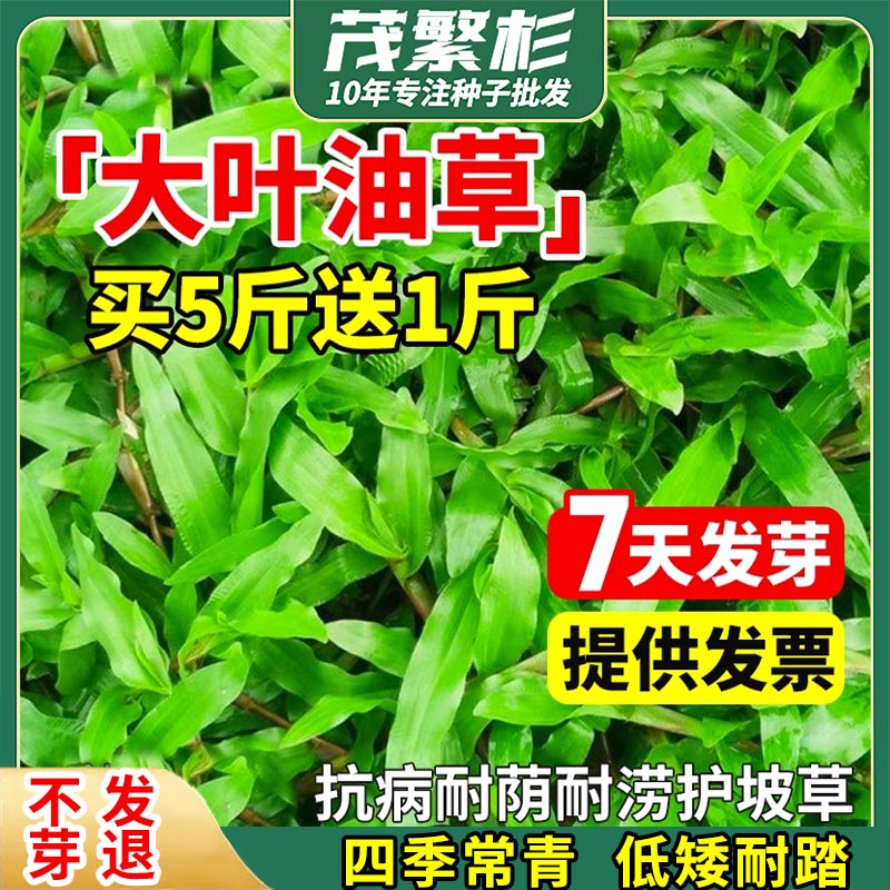  大叶油草抗病抗旱 _地毯草种子_大叶油草种子 四季常青庭院 