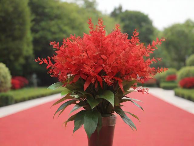 红地毯图片背景图,红地毯植物花图片